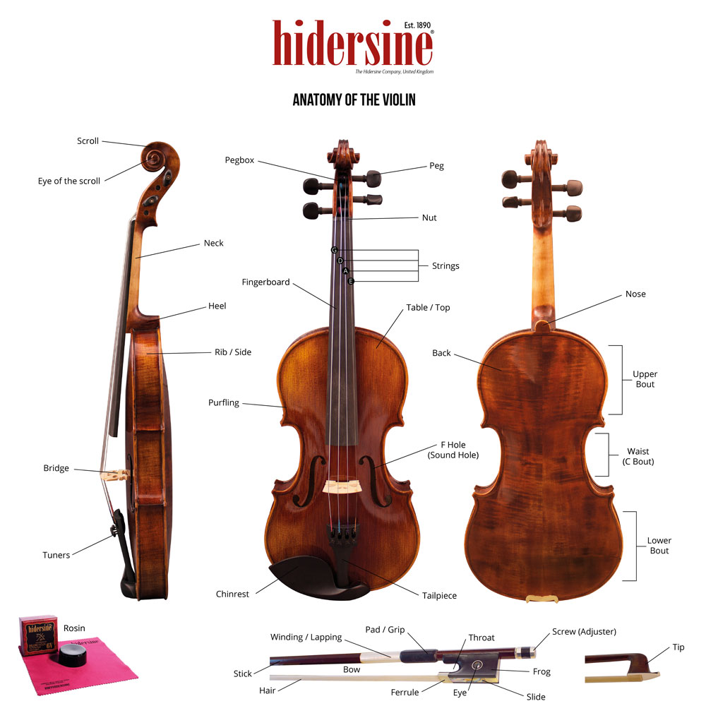 Anatomy of the Violin Hidersine Orchestral 